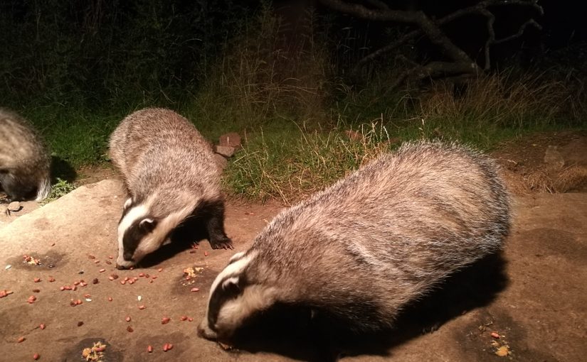 Some curious badgers in the Cairngorms National Park
