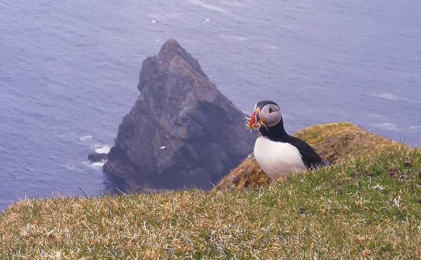 Close Encounters of the Puffin Kind