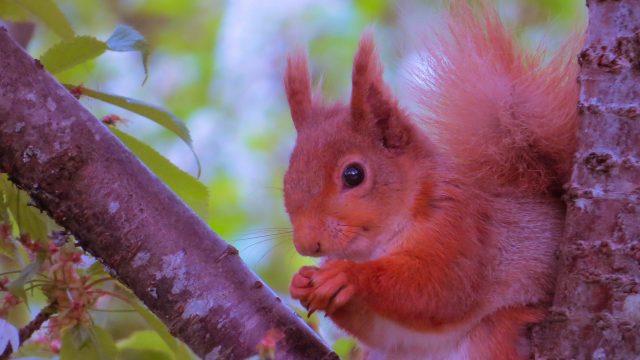 Red Squirrel in Scotland