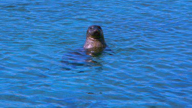 Seal spot during your holiday
