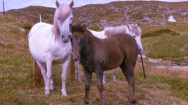 See the famous Eriskay ponies