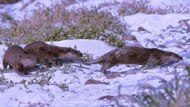 Otters on North Uist