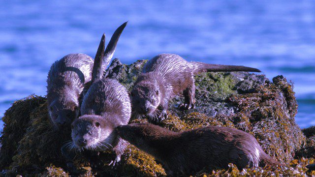 Playful otters in the Outer Hebrides