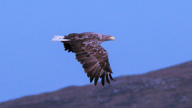 White-tailed eagle on North Uist