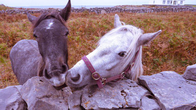 Galway horses