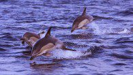 West Cork dolphins