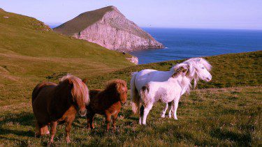 Shetland ponies on the Isle of Foula