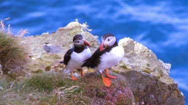 Puffins of Caithness - NC 500