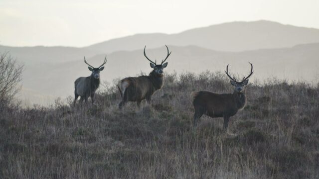 Three majestic stags in Movern, Scottish Highlands by Roxanne