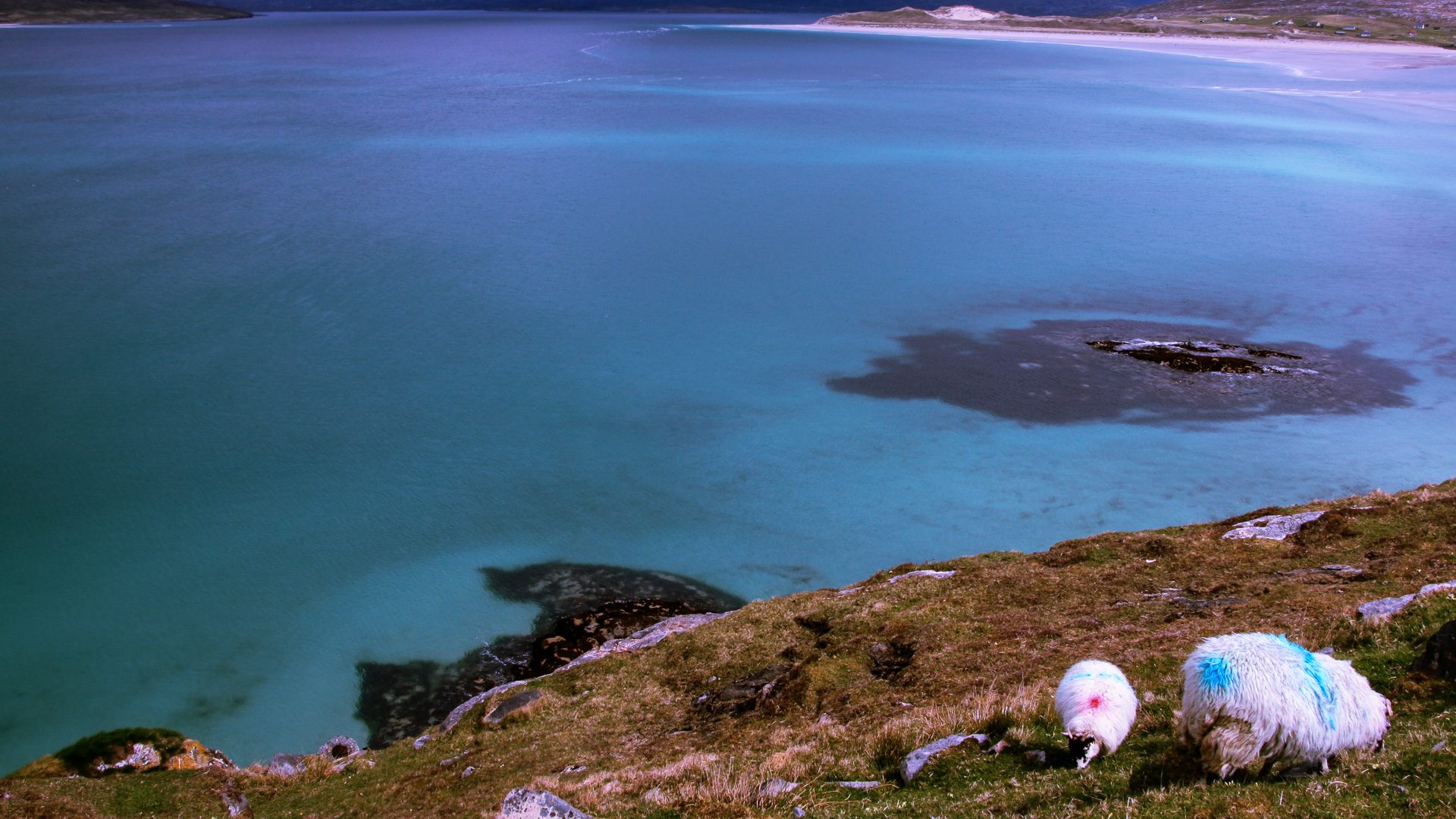 You'll see plenty of sheep roaming on the islands