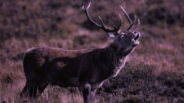 Roaring red deer stag