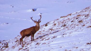 Stag in the snow, Scotland