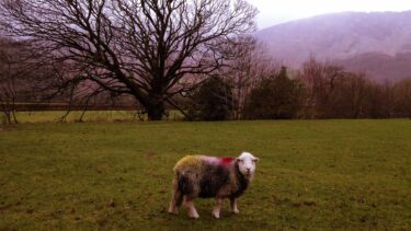 Borrowdale sheep, The Lake District
