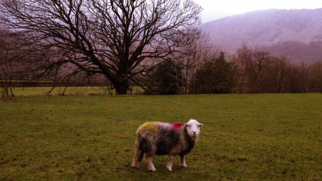 Borrowdale sheep, The Lake District