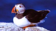 View Farne Island puffins on your boat trip