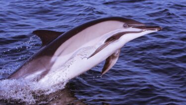 Common dolphins