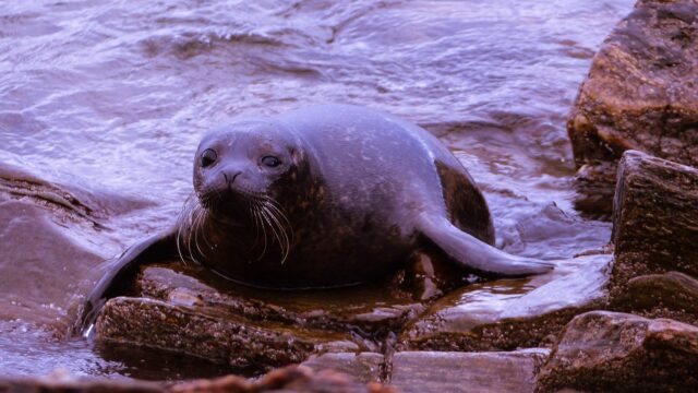 seal