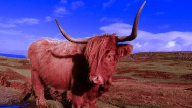 Highland coo