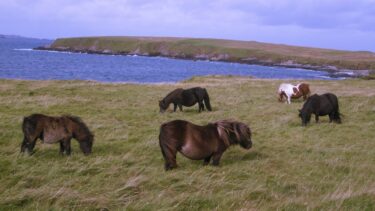 Shetland ponies