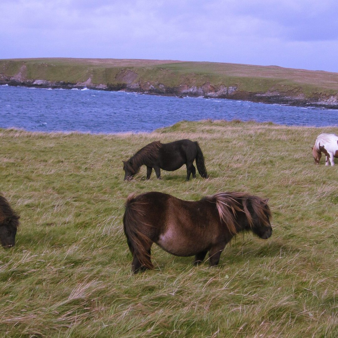 Shetland ponies