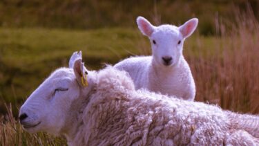 Sheep