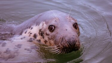 West Cork seals