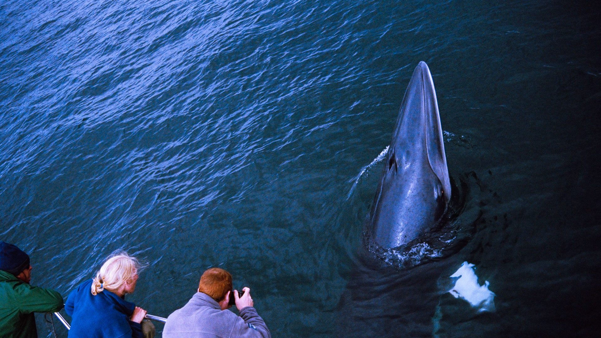 Enjoy a whale-watch trip on Mull
