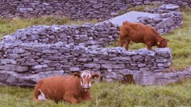 Cattle on The Burren