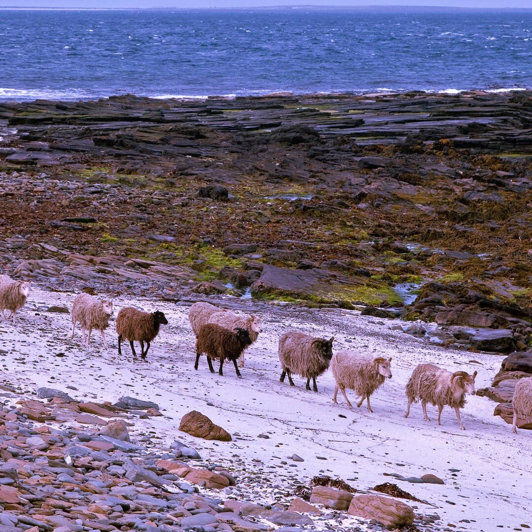 North Ronaldsay sheep