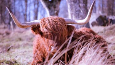 Traditional Highland coo