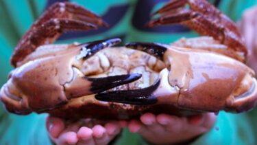 Crab