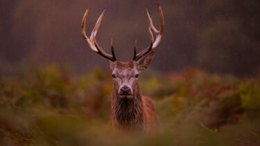 Majestic stag in Ballantrae