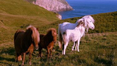 Shetland Ponies