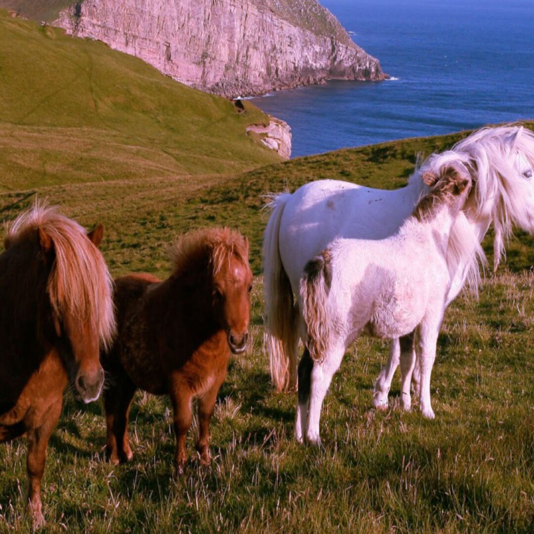 Shetland Ponies