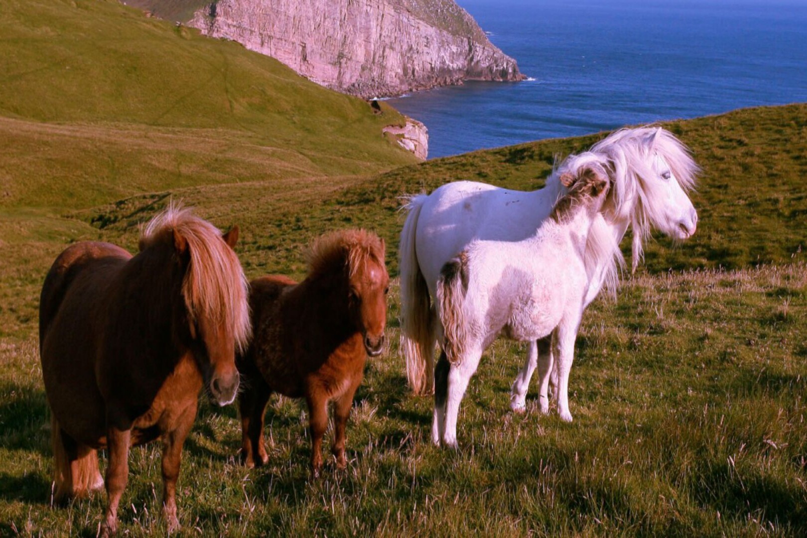 Shetland Ponies