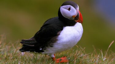 Puffin on Fair Isle