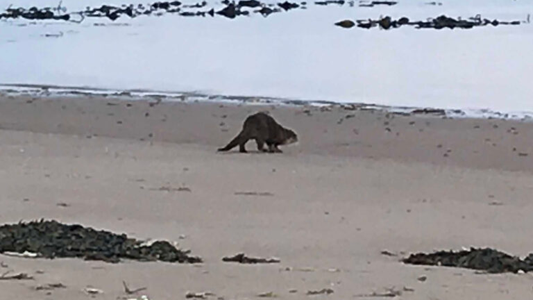 A Wild Day in the West of Scotland