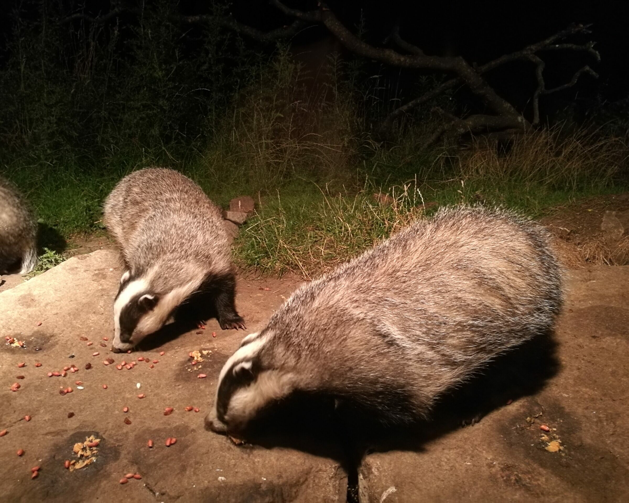Some curious badgers in the Cairngorms National Park