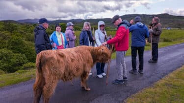 A McKinlay Kidd group with Highland Cows
