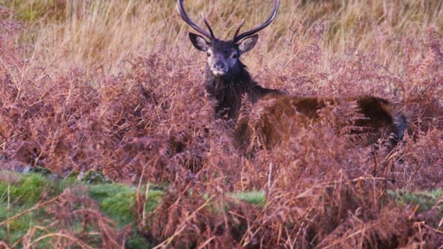 Spot magnificent stags on your wildlife safari