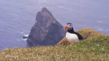 Puffin on Unst, Shetland