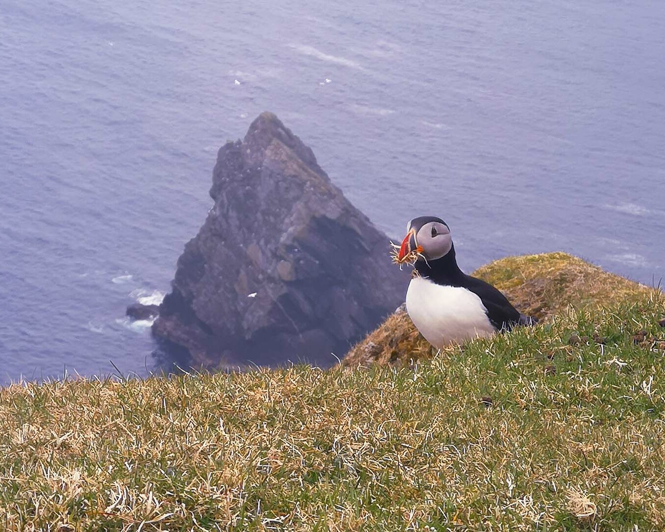 Puffin on Unst, Shetland