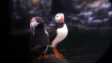 Puffins