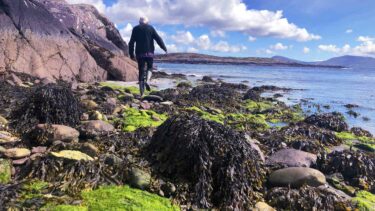 Wild Atlantic Way seaweed foraging