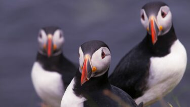 Puffins, Isle of Staffa
