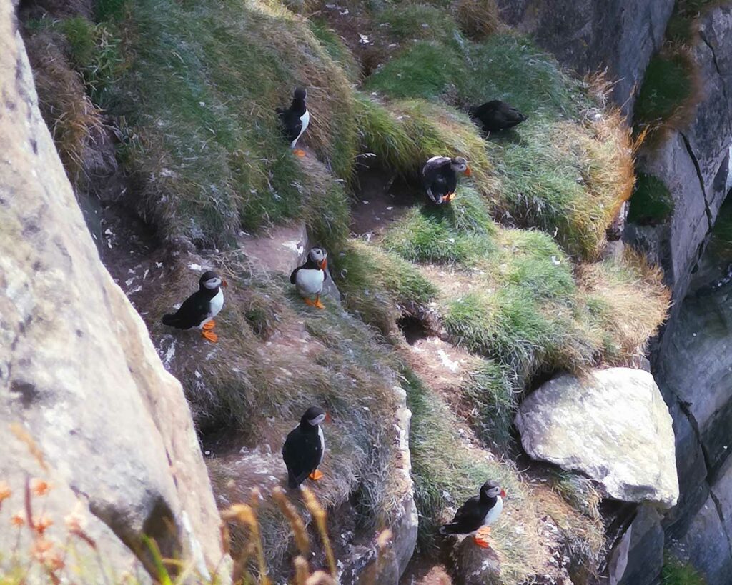 Puffins, Dunnet Head, North Coast 500
