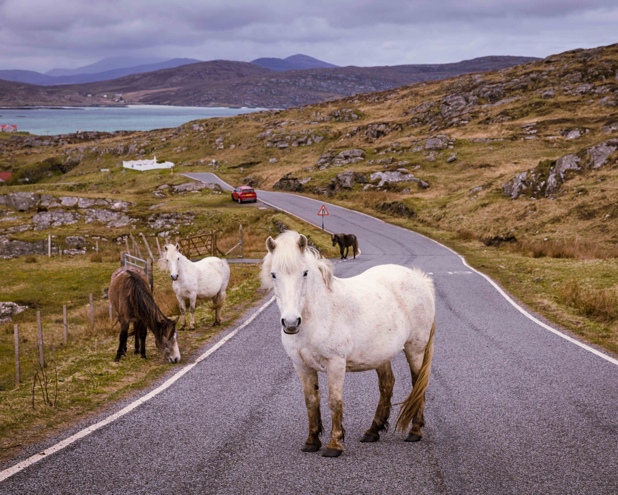 Eriskay ponies in South Uist, Outer Hebrides