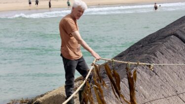 Seaweed Foraging Experience, Derrynane
