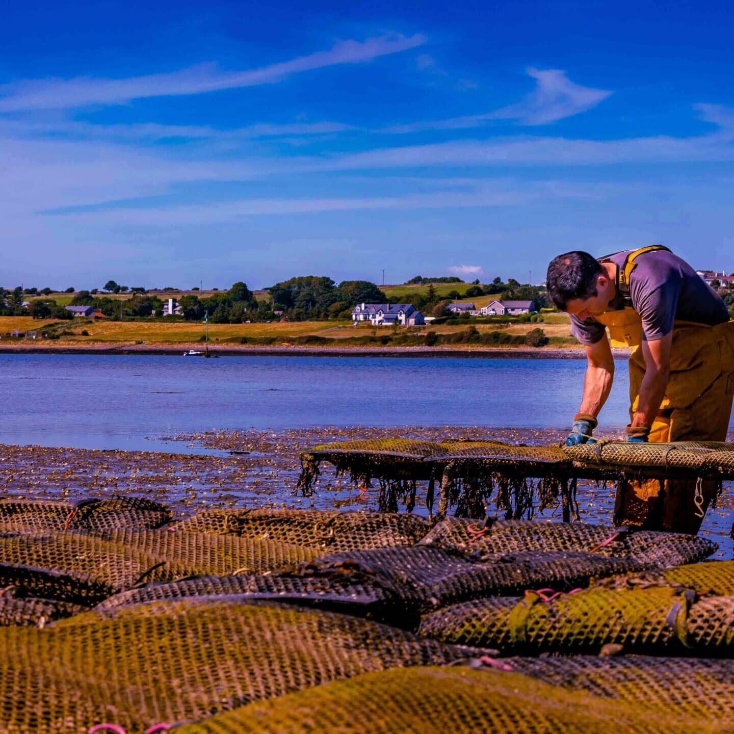 A fisherman scavenging for oysters in Sligo Bay, County Sligo, Ireland.