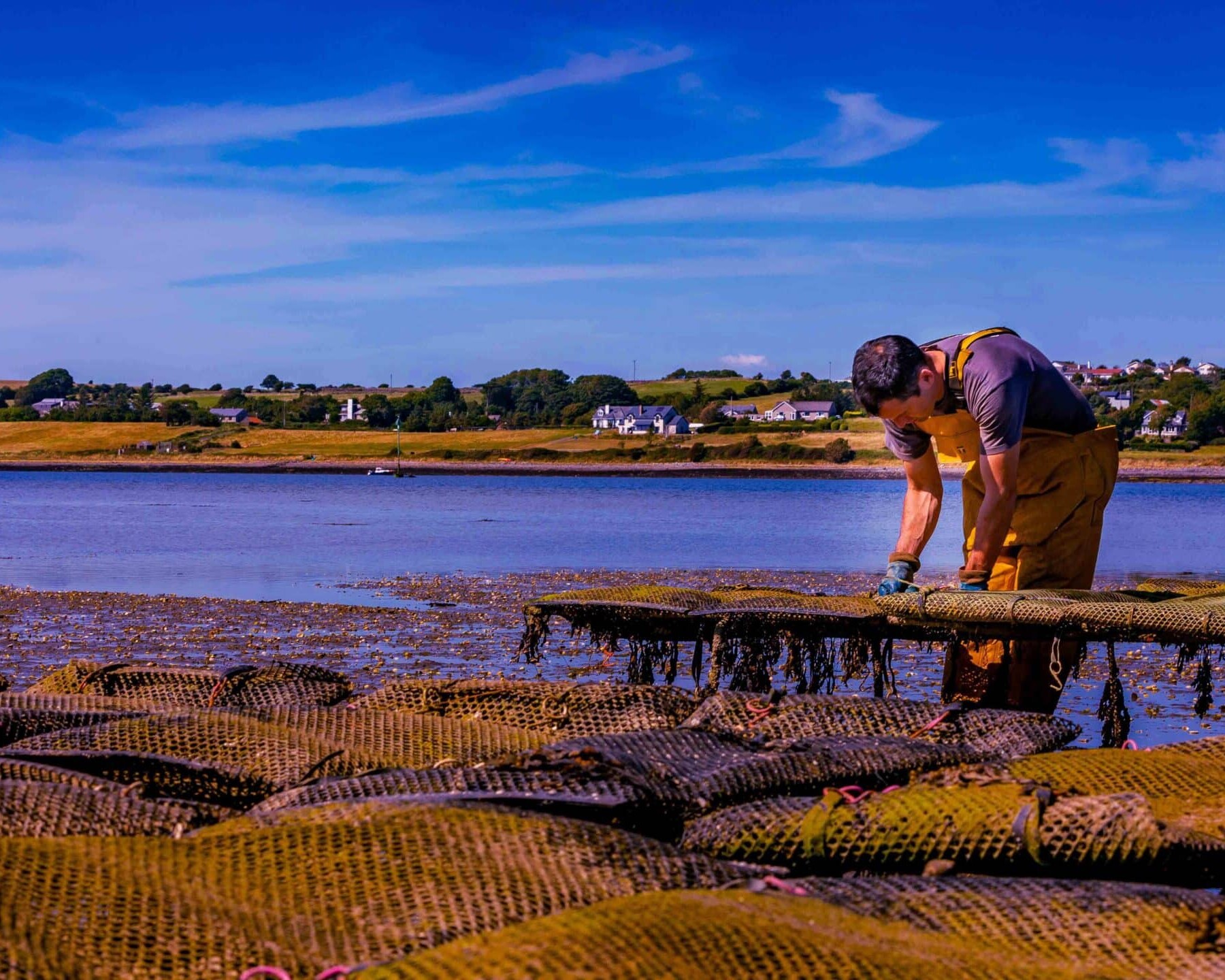 A fisherman scavenging for oysters in Sligo Bay, County Sligo, Ireland.